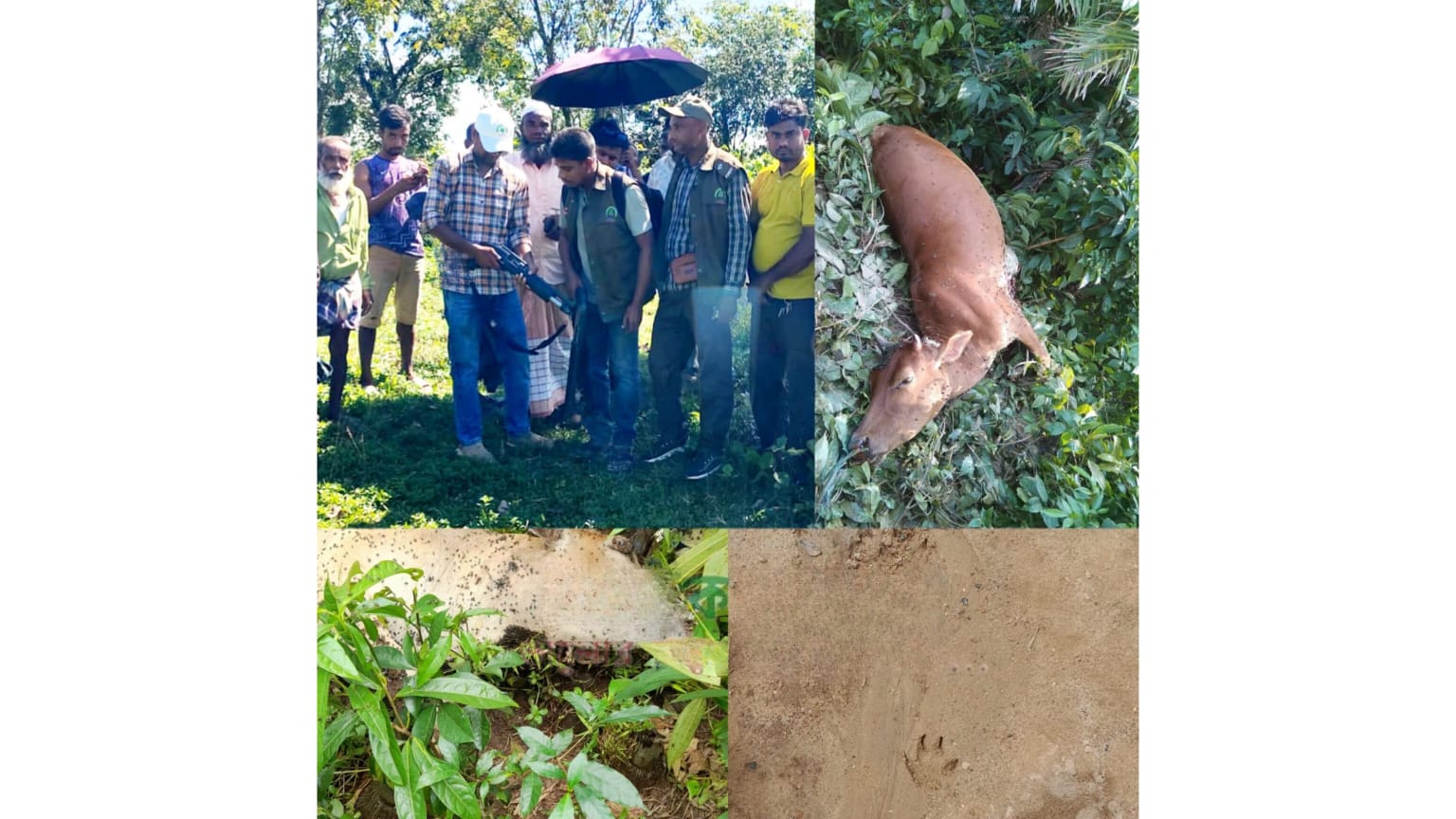 জৈন্তাপুরের সীমান্তে ‘বাঘ আতঙ্ক’: শ্রীপুর চা বাগানে ১২ দিনে তিন গরুর রহস্যজনক মৃত্যু, তদন্তে বন বিভাগ