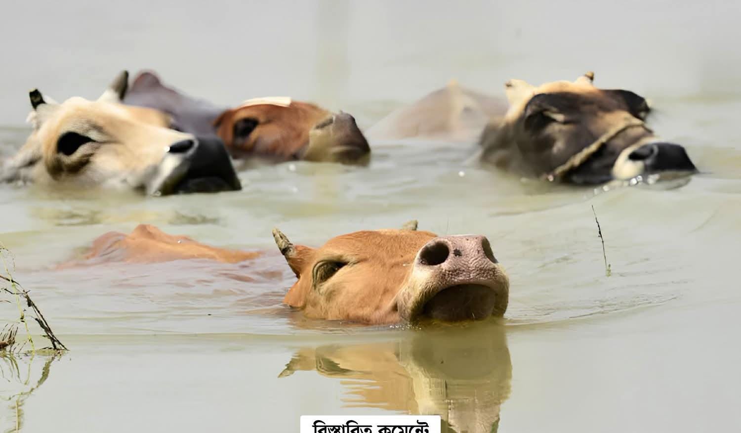চট্টগ্রাম বিভাগে স্মরণকালের ভয়াবহ বন্যায় ব্যাপক প্রাণিসম্পদ ধ্বংস, ৩০ কোটি টাকার বেশি আর্থিক লোকসানের প্রাক্কলন
