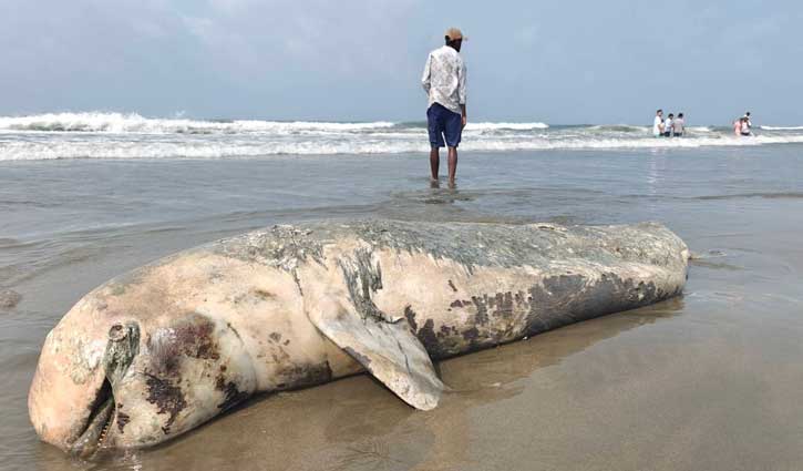 কক্সবাজার সৈকতে ভেসে এল বিশাল মৃত ডলফিন: পরিবেশ বিপর্যয়ের আশঙ্কা